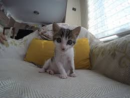 Ersin Batmaz Adli Kullanicinin Kedi Panosundaki Pin Kedi