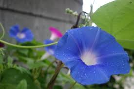 Download in under 30 seconds. Morning Glory Seeds Heaven Blue Climbing Vine Milkweed Quilts