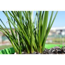 Image result for Zephyranthes candida