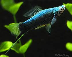 Pin By Alexis Blair On Fish Tank 1 Tropical Fish Aquarium Swordtail Fish Aquarium Fish