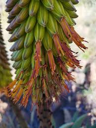 Image result for Aloe aculeata × ortholopha