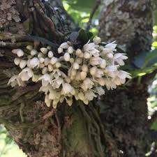 Image result for Rhipidoglossum arbonnieri