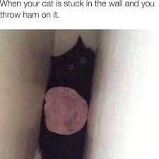 49 hilarious off the wall memes of october 2019. When Your Cat Is Stuck In The Wall And You Throw Ham On It Ifunny