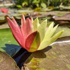 Image result for Nymphaea lotus