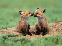44 Cute Baby Fox Wallpaper On Wallpapersafari