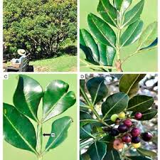 Image result for Turraea nilotica