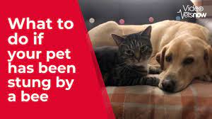 How to treat a bee sting on a dog. What To Do If Your Dog Is Stung By A Bee Or Wasp Vets Now