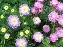 Summer annuals for full sun. 12 Flowers To Plant In Summer Southern Exposure Seed Exchange