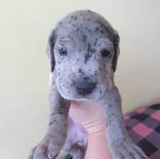 Find the best responsible breeders in the country, screened to meet the highest standards. Akc Registered Great Dane Puppies Accepting Deposits For Sale In Louisville Kentucky Classified Americanlisted Com