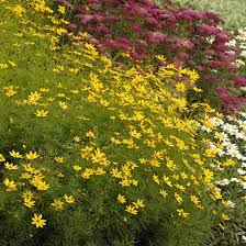 Since they are long in height and grow in clumps, small birds like to hide in them and eat the seeds. Zagreb Whorled Tickseed Coreopsis Verticillata Zagreb High Country Gardens