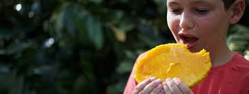 Mango Production & Postharvest Best Practices