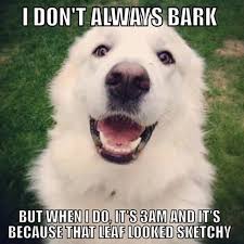So True If You Love A Barking Bear This Is Your Guy Then You Ll Wonder What Took You So Long To Fi Great Pyrenees Great Pyrenees Dog Great Pyrenees Puppy