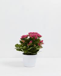 Image result for Kalanchoe calandiva