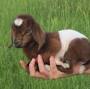 Small goat breeds from backyardgoats.iamcountryside.com