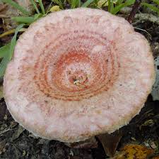 Image result for Lactarius mutabilis