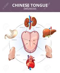 Chinese Tongue Diagnosis Internal Organs Projections Stomach
