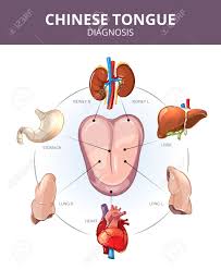 chinese tongue diagnosis internal organs projections stomach