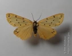 Image result for Setina roscida