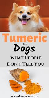 Can You Give Dogs Turmeric Or Is It Just A Big Con Dog Sense Nz Tumeric For Dogs Dog Benefits Medication For Dogs