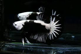 Đợt cá betta mới nhất 17 9 2020 siêu phẩm black mamba samurai betta betta 39 s house. Black Samurai Hmpk Ikan Cupang Ikan