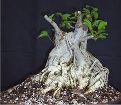Image result for Ficus burkei