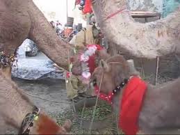 272 followers · business service. Eid Ul Adha Goats Sheep Cows Camel 27 Nov 2009 Sadar Lahore Pakistan Youtube