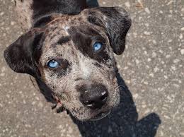 old blue eyes is back leopard dog catahoula leopard dog catahoula hog dog