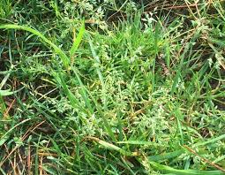 The fruits are spiky green balls that eventually turn brown. Common Weeds Virginia Green