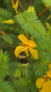 Image result for Chamaecrista parva