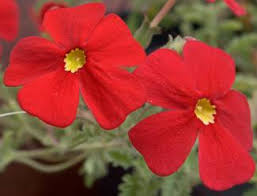 Image result for Jamesbrittenia huillana