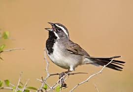 Birds Of The Southwest United States Black Throated Sparrow Sw Us Mexico Sparrow Bird Photo Birds