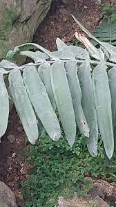 Image result for Encephalartos chimanimaniensis