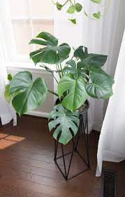 15 Low Light House Plants For Dark Rooms Monstera Deliciosa Care House Plants Indoor Low Light House Plants