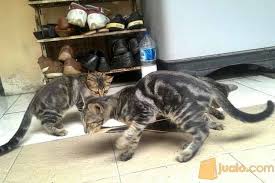 Kucing bengal jantan ganteng * usia 2,5 tahun * full pedigree, vaksin lengkap * body besar dan bagus persis spt leopard * kucing sangat sehat. Jenis Kucing Bengal Asli Dan Cara Merawatnya Kucingklik Com