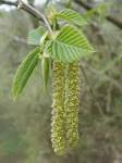 Catkin