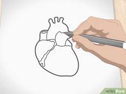 Drawings covering many different styles and techniques. How To Draw A Human Heart With Pictures Wikihow