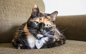 Are you looking for calico cat names? 300 Calico Cat Names Cute Unique Names You Ll Love Petpress