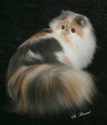 Pin On Cat