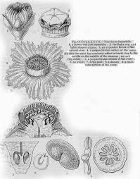 Image result for Napoleonaea