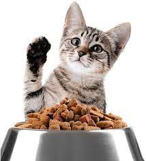 Best Dry Kitten Food Discover The Best Dry Food For Kittens Kitten Food Kitten Bowls Kitten Food Brands