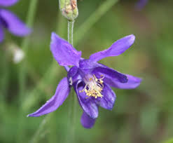 Sin dal 1997 grazie a due coraggiose aziende che scelsero di sperimentare la particolare coltivazione delle specie officinali, le colline di sale san giovanni ogni anno si trasformano in una tavolozza variegata di colori dal blu intenso della lavanda al giallo dell'elicriso e del finocchio, dal bianco della camomilla al violetto della salvia. Aquilegia Einseleana Wikipedia