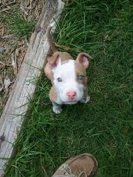 Black White And Brown Pitbull Tan And White Pitbull Pitbull Puppy Cute Puppies Puppies