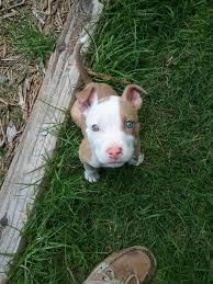 The white pitbull is a variation of the pitbull breeds. Tan And White Pitbull Pitbull Puppy Puppies Cute Puppies