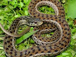 While garter snakes are considered to be terrestrial, they frequently enter the water to feed on minnows and amphibians. Garter Snakes Pictures And Identification Tips Green Nature
