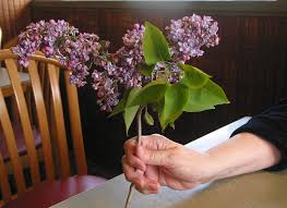 Choose 'president lincoln' lilac for a true wedgewood blue lilac hue. Lincoln Lilacs And Grandma S Outhouse Plain And Fancy