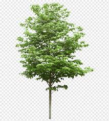 May 04, 2017 · free svg clipart & png icon. Trees Trees Trees Clipart Tree Png Pngwing