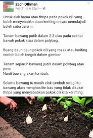 Ni cara cikpooja tanam cili ni ye. Kebun Bandar Tips Elak Pokok Cili Kerinting Silakan Share Facebook