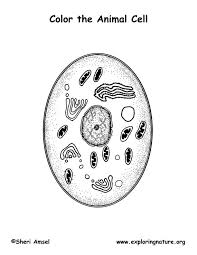 Animal Cell Coloring Page Animal Cell Color Worksheets Plant And Animal Cells
