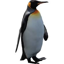 Download Png Image Imperator Penguin Png Image Penguins Penguin Images Animals Images