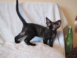 We know the devon rex breed are exceptionally sociable cats. Devon Rex Kittens For Sale Bexleyheath Kent Pets4homes